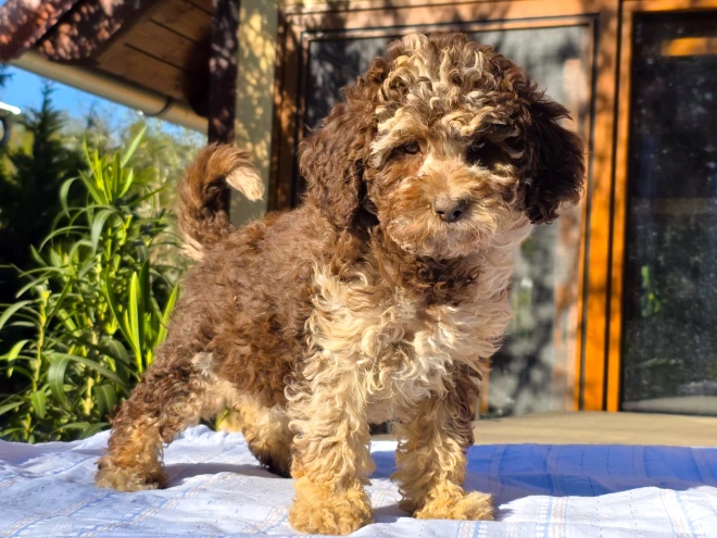 Cavapoo Welpe kaufen