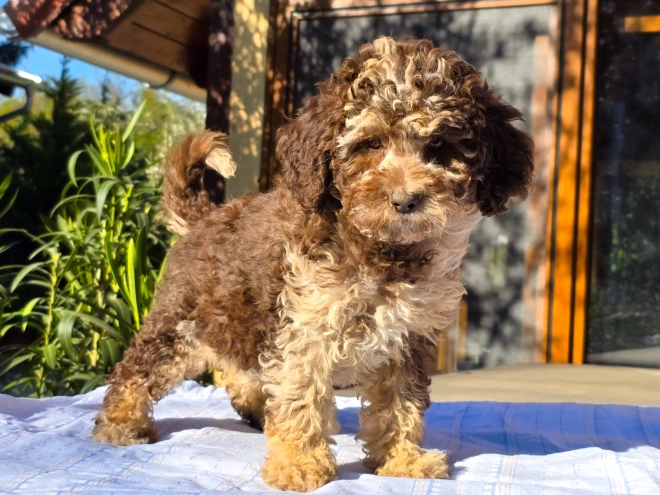 Cavapoo Welpe kaufen