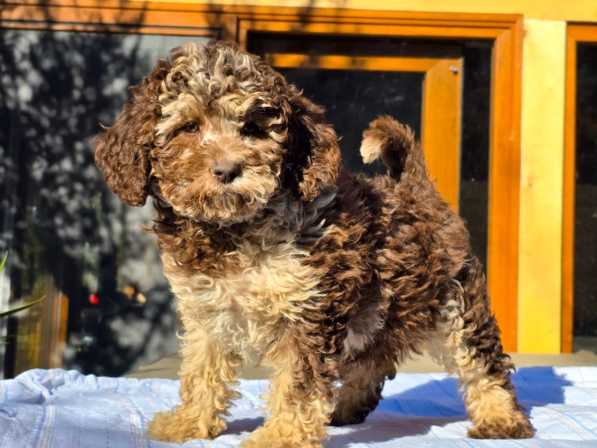 Cavapoo Welpe kaufen