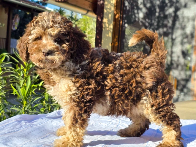 Cavapoo Welpe kaufen