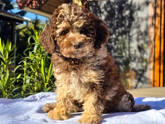 Cavapoo Welpe kaufen