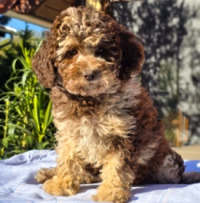 Cavapoo puppy for sale