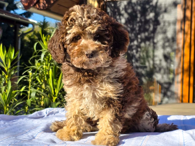 Cavapoo Welpe kaufen