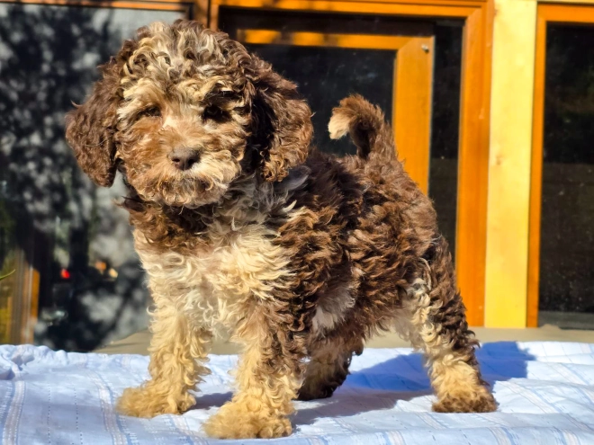 Cavapoo Welpe kaufen