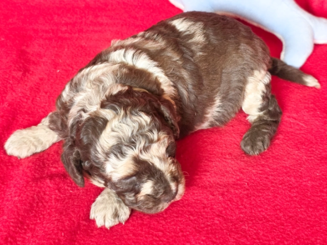 Cavapoo Welpe kaufen