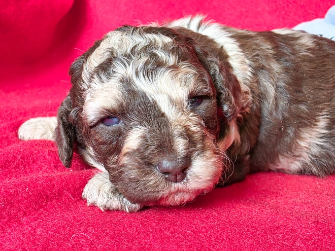 Cavapoo Welpe kaufen