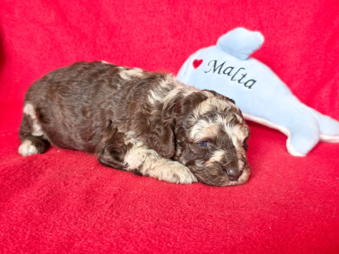 Cavapoo Welpe kaufen