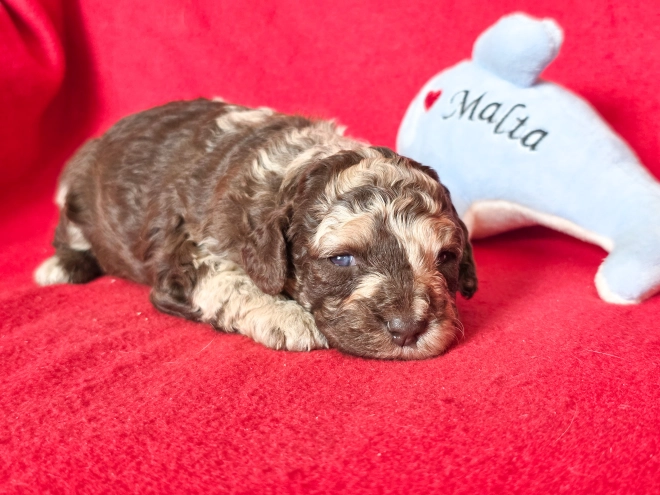 Cavapoo Welpe kaufen