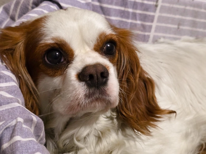 Cavapoo puppy for sale