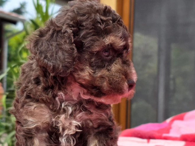 Cavapoo puppy for sale