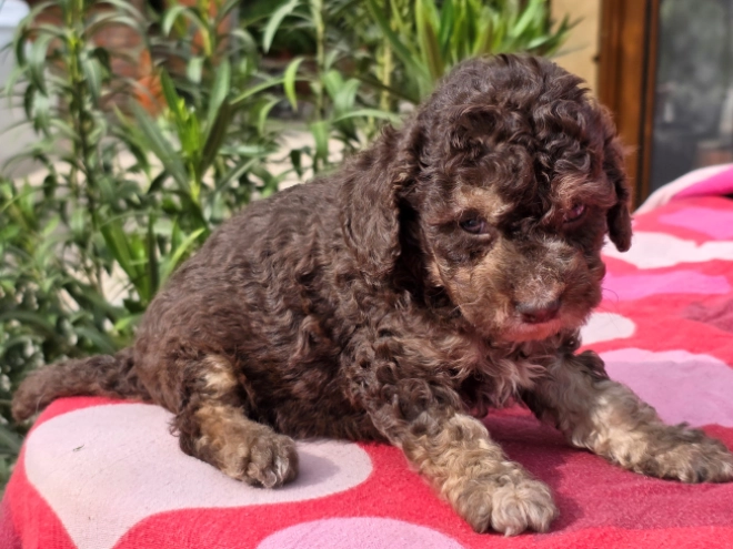 Cavapoo puppy for sale