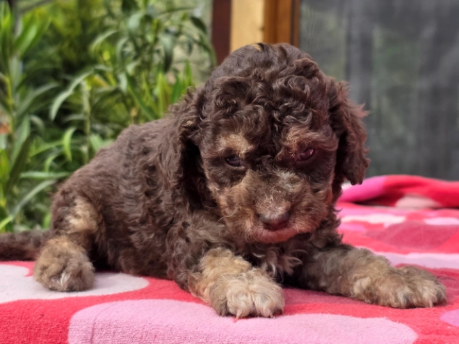 Cavapoo puppy for sale