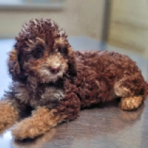 Choco Kiss – F1b, chocolate and tan Cavapoo for sale