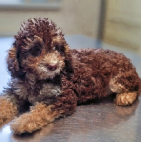 Cavapoo puppy for sale