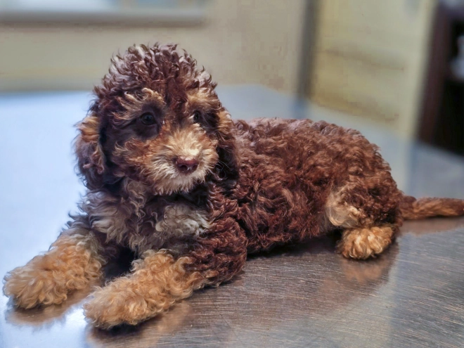 Cavapoo puppy for sale