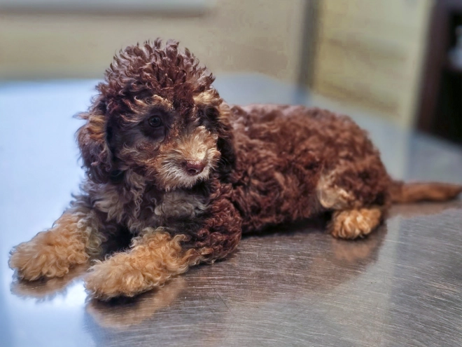 Cavapoo puppy for sale