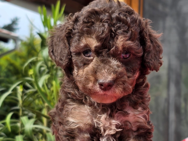 Cavapoo puppy for sale
