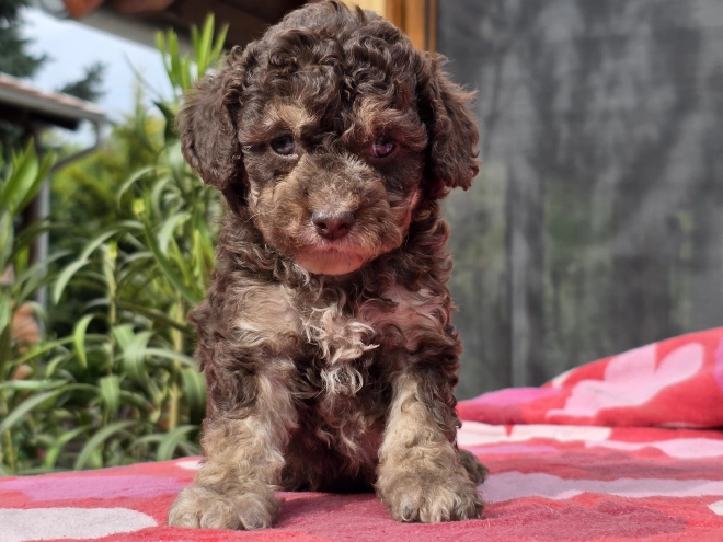 Cavapoo puppy for sale