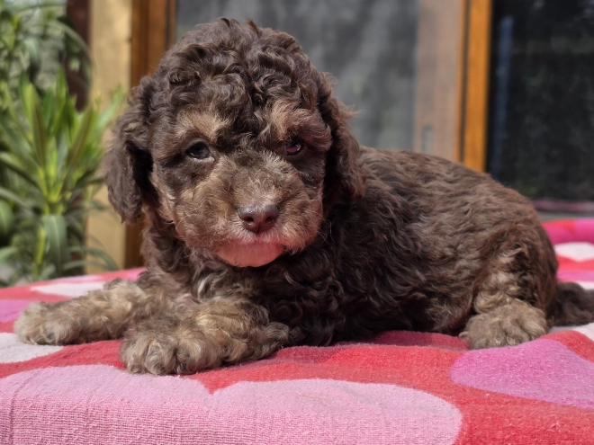 Cavapoo puppy for sale