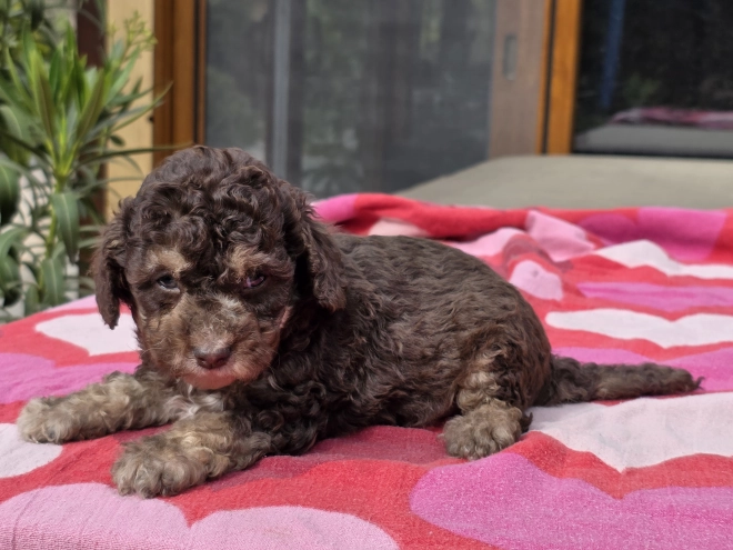 Cavapoo puppy for sale