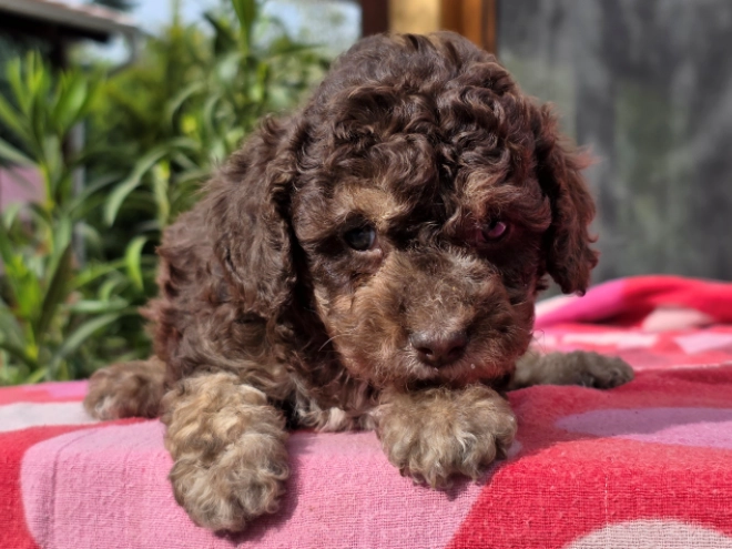 Cavapoo puppy for sale