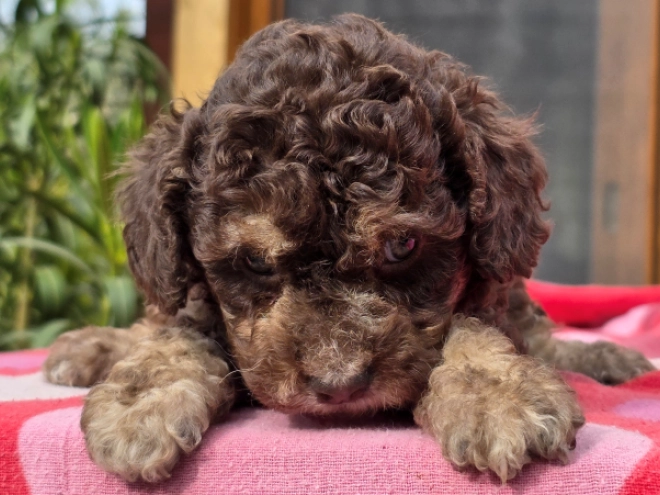 Cavapoo puppy for sale