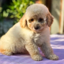 Choco Nose – F1b, apricot Cavapoo for sale