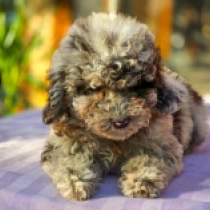Spotted Beauty – F1b, merle Cavapoo for sale