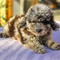 Spotted Beauty – F1b, merle Cavapoo for sale