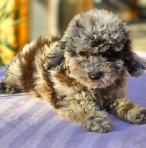 Cavapoo puppy for sale