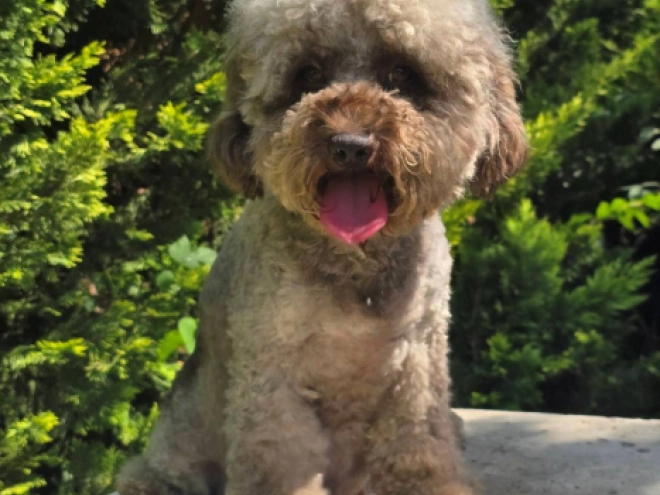 Cavapoo puppy for sale