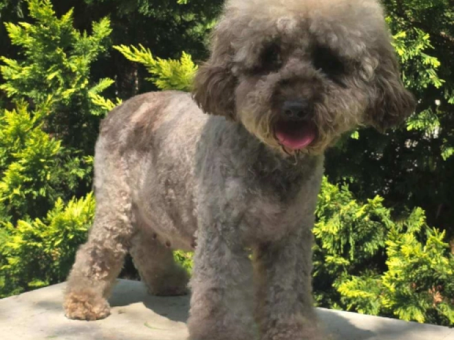 Cavapoo puppy for sale