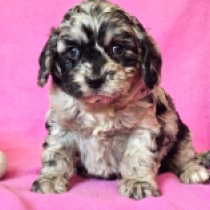 Mystic – F1, merle Cavapoo for sale
