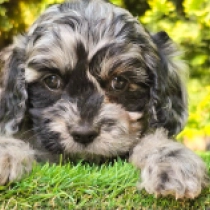 Mystic – F1, merle Cavapoo for sale