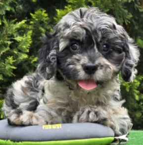 Cavapoo puppy for sale