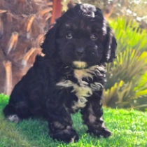 Beauty – F1, tricolor Cavapoo for sale