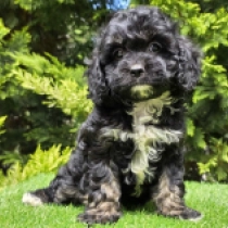 Beauty – F1, tricolor Cavapoo for sale