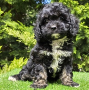 Cavapoo puppy for sale