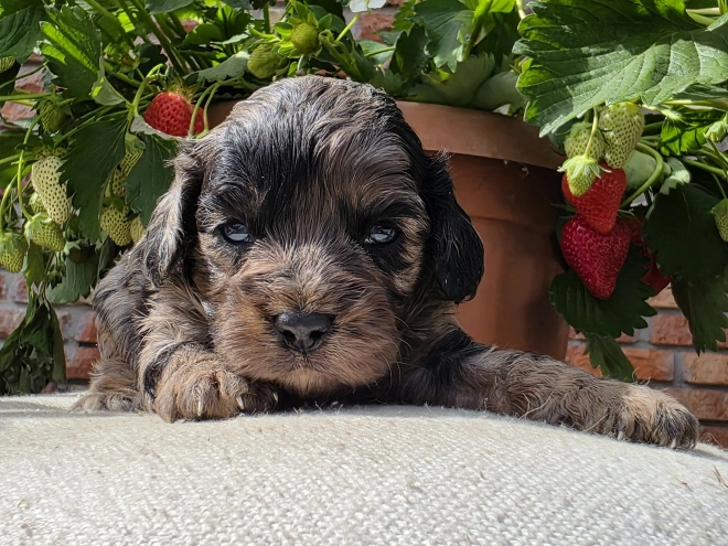 Cavapoo Welpe kaufen