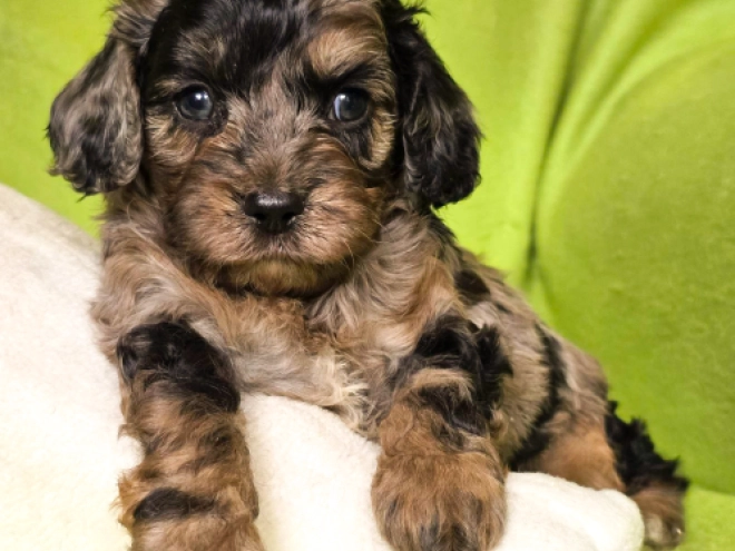 Cavapoo Welpe kaufen