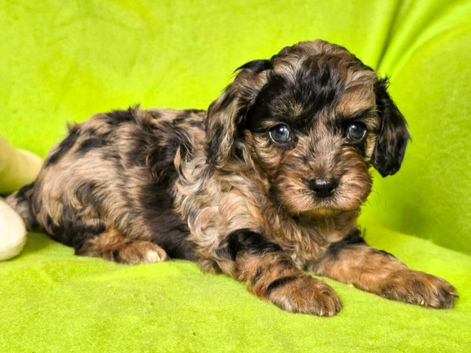 Cavapoo Welpe kaufen