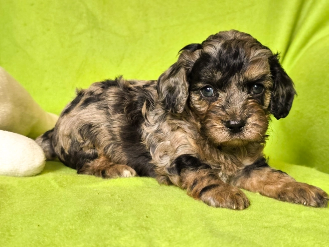 Cavapoo Welpe kaufen
