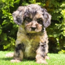Archie – F1, merle Cavapoo for sale