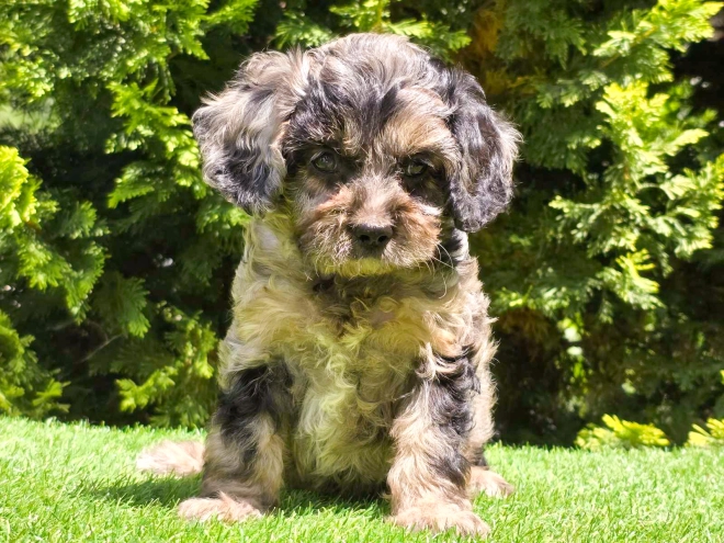 Cavapoo Welpe kaufen