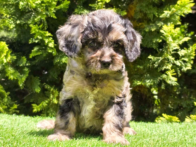 Cavapoo Welpe kaufen