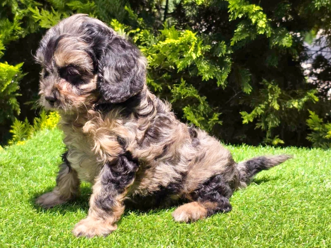 Cavapoo Welpe kaufen