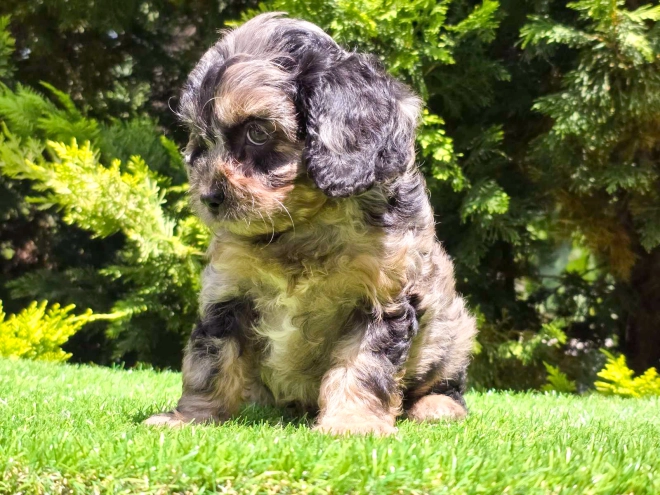 Cavapoo Welpe kaufen