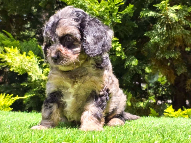 Cavapoo Welpe kaufen