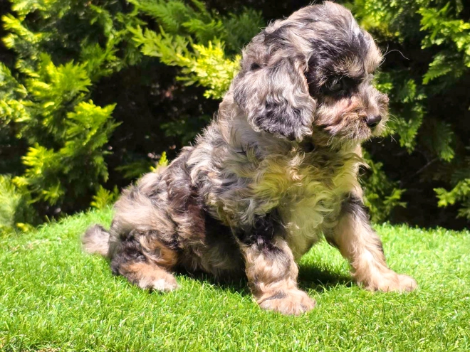 Cavapoo Welpe kaufen