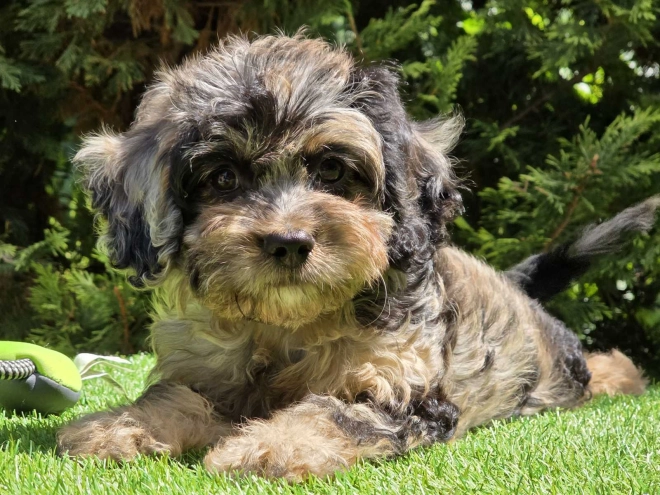 Cavapoo Welpe kaufen